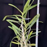 aerides-odorata-alba