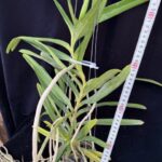 aerides-odorata-alba