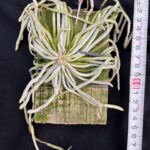 chiloschista-lunifera-2026