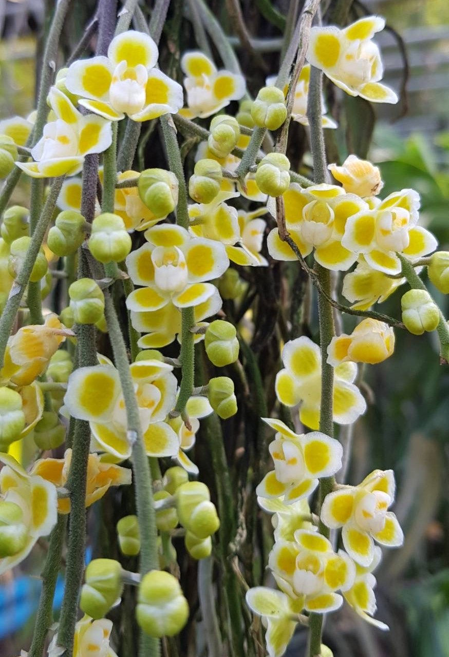 新着商品 | 仙台洋ラン園