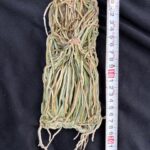 chiloschista-viridiflava-yellow-2026