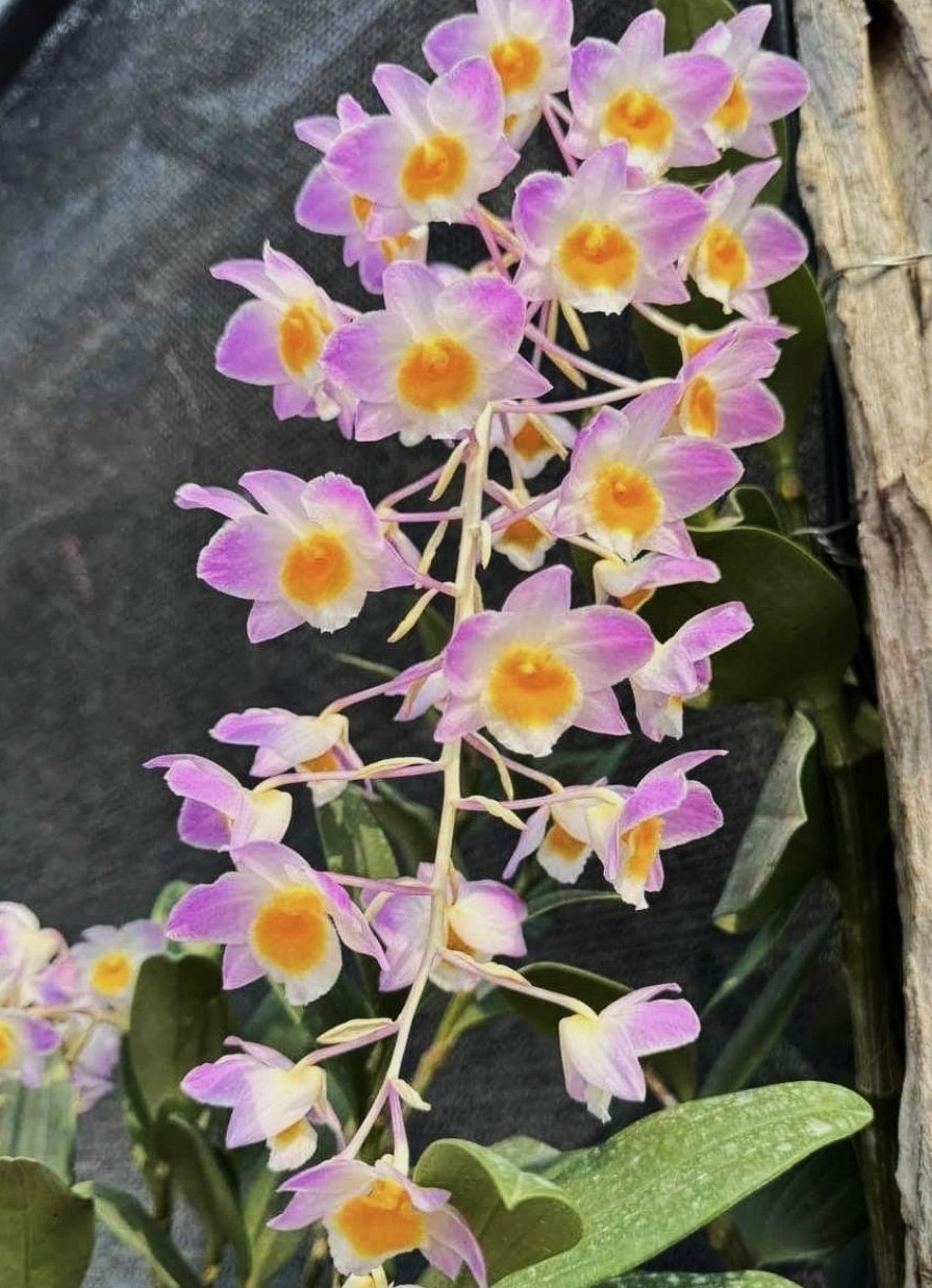 den-bronckartii-2026