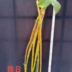 den-bronckartii-2026