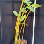 den-bronckartii-2026