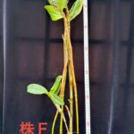 den-bronckartii-2026