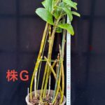 den-bronckartii-2026