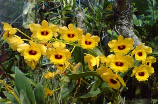 den-chrysotoxum-suavissimum-2026