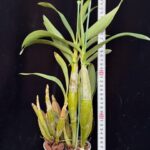 den-chrysotoxum-suavissimum-2026