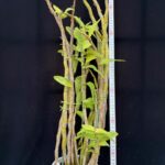 den-draconis-2026-big