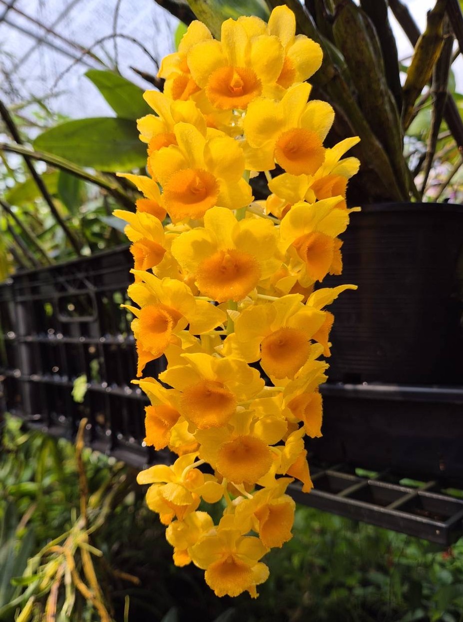 den-guibertii-myanmar-2026-1