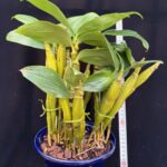 den-guibertii-myanmar-2026-1