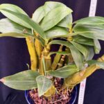 den-guibertii-myanmar-2026-1