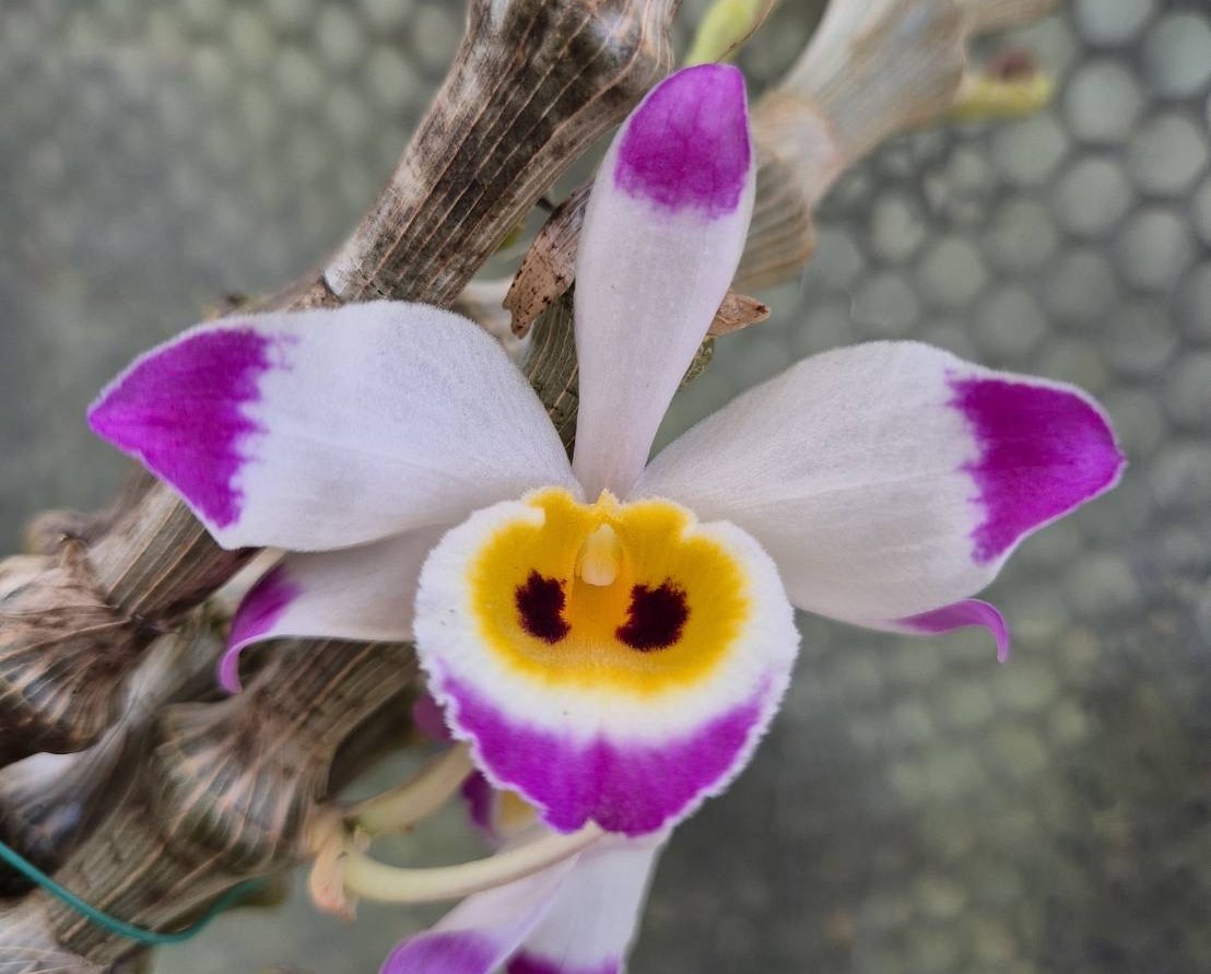 新着商品 | 仙台洋ラン園