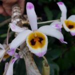 den-pendulum-myanmar-2026-blackeyes