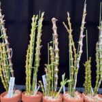 den-pendulum-myanmar-2026-blackeyes