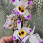 den-pendulum-myanmar-2026-blackeyes