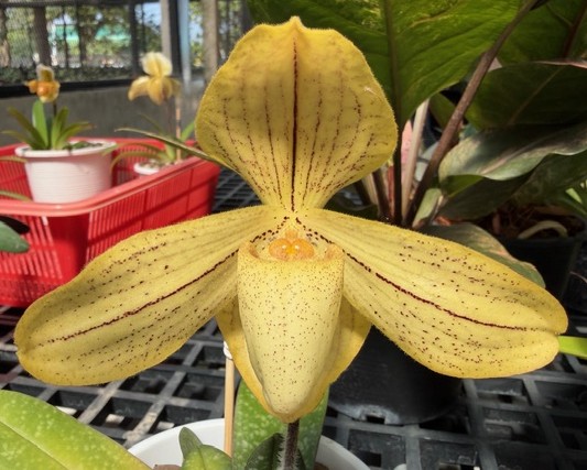 paph-concolor-striatum-2026