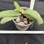 paph-concolor-striatum-2026