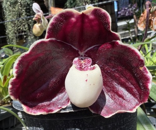 paph-godefroyae-2026