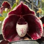 paph-godefroyae-2026