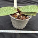 paph-godefroyae-2026