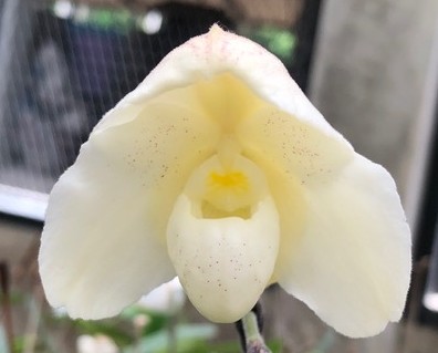 paph-niveum-2026