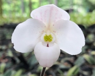 paph-thaianum