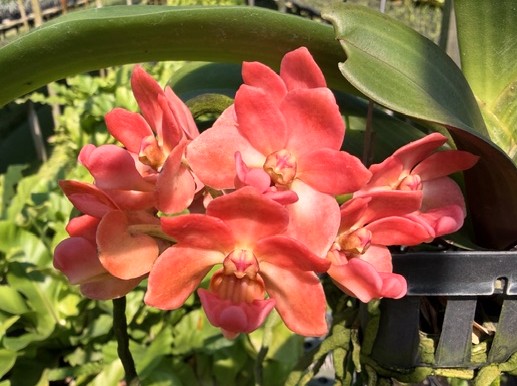 rhy-gigantea-orange-2026