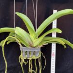 rhy-gigantea-orange-2026