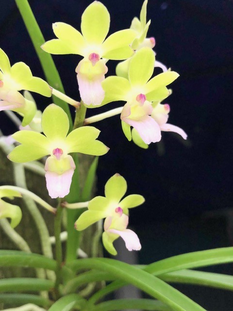 seidenanda-sucharts-doll-2026