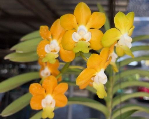 v-denisoniana-select-2026