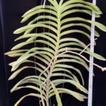 v-denisoniana-select-2026