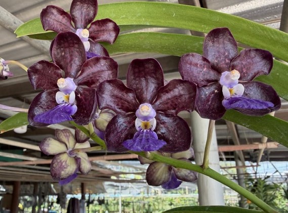 v-gregscott-paksornfragrance