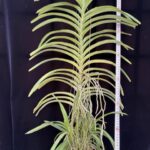 v-gregscott-paksornfragrance