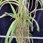 v-gregscott-paksornfragrance