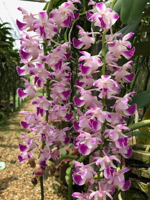 aerides-lawrenceae-2026