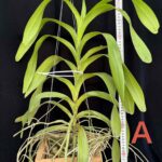 aerides-lawrenceae-2026