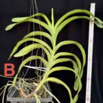 aerides-lawrenceae-2026