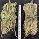 chiloschista-viridiflava-yellow-2026-2