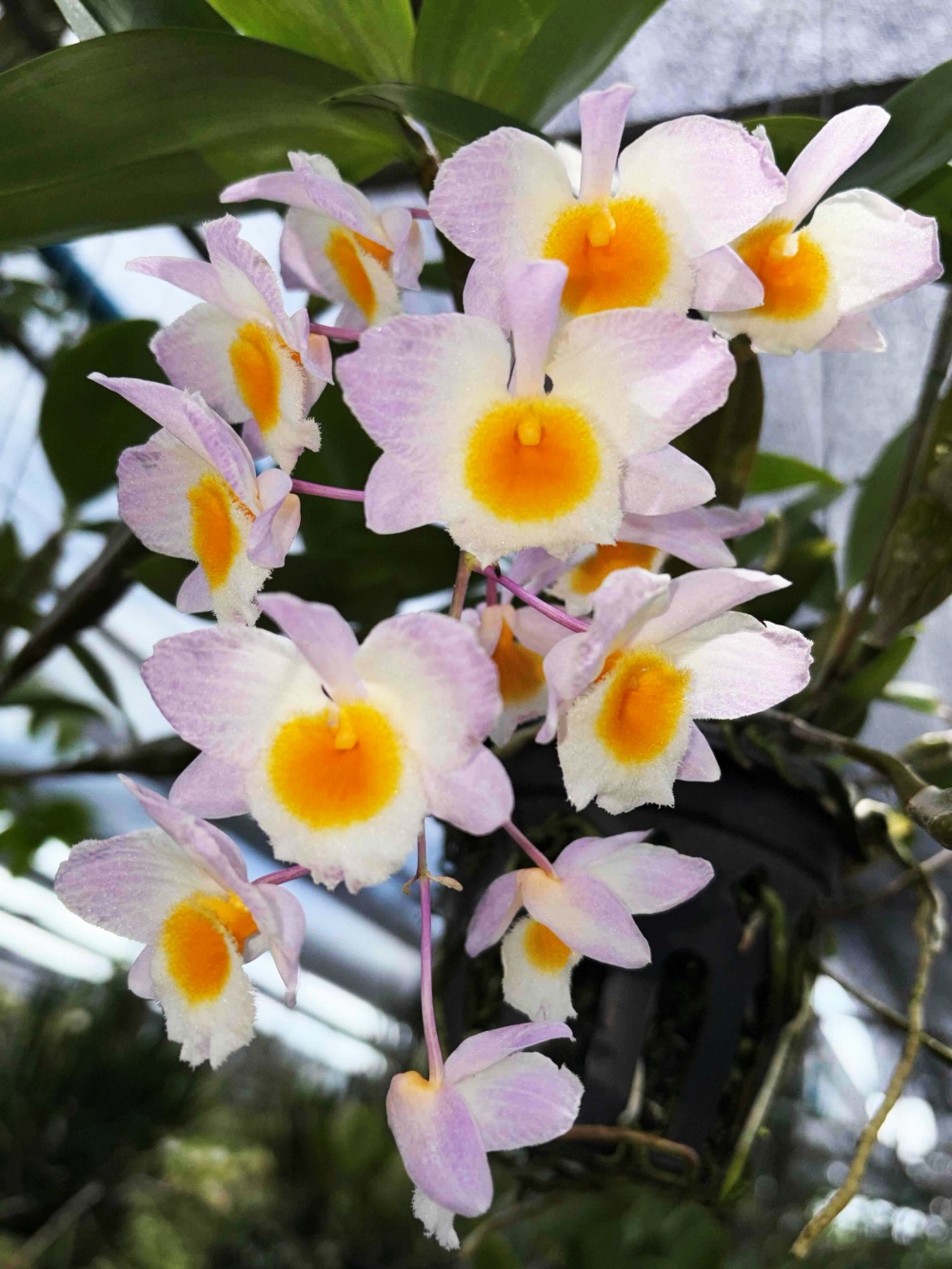 den-farmeri-pink-2026