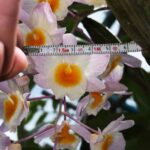 den-farmeri-pink-2026