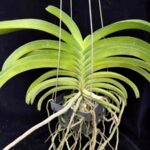 rhy-coelestis-blue-2026-2
