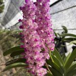 rhy-coelestis-pink-2026