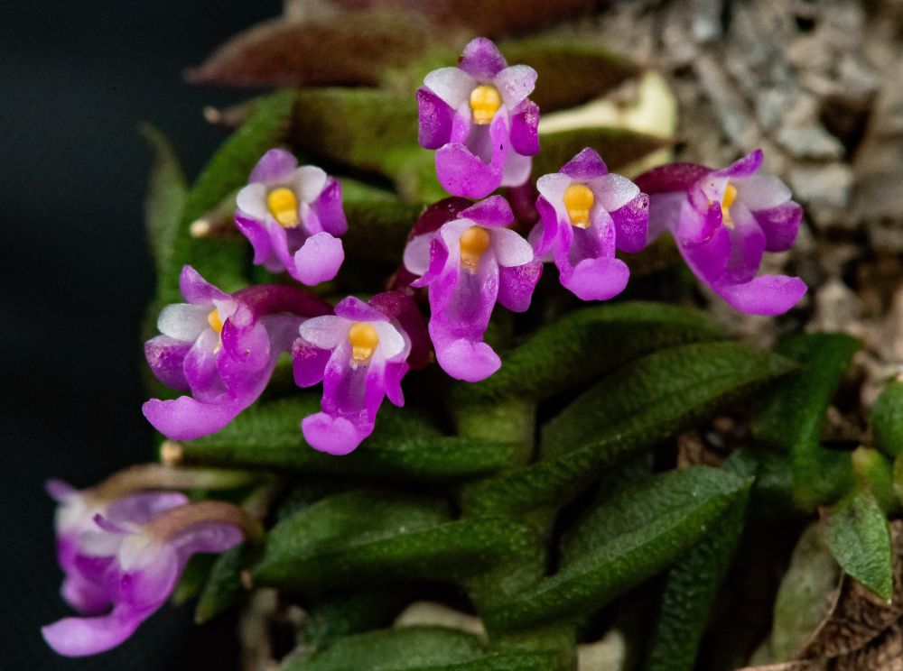 schoenorchis-scolopendria-2026