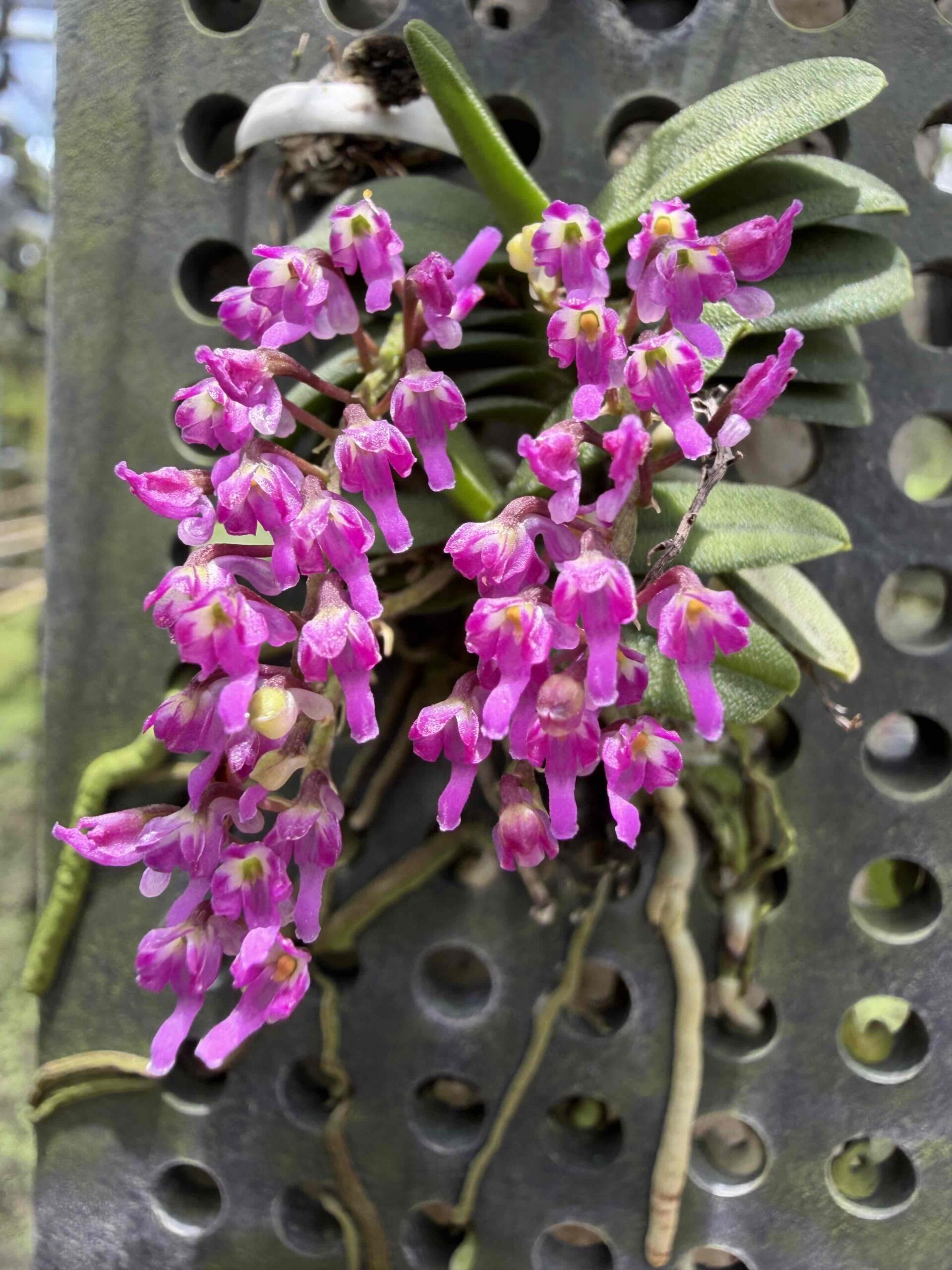 schoenorchis-tixieri-2026