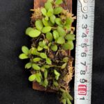 trichotosia-dasyphylla-2026