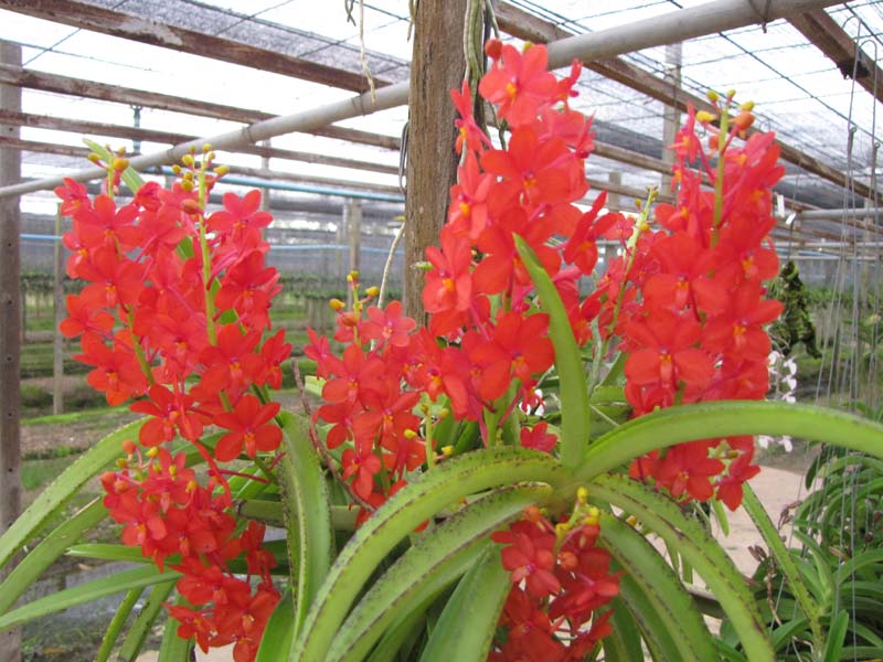v-curvifolia-2026