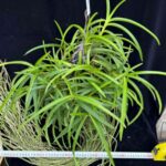 v-curvifolia-2026