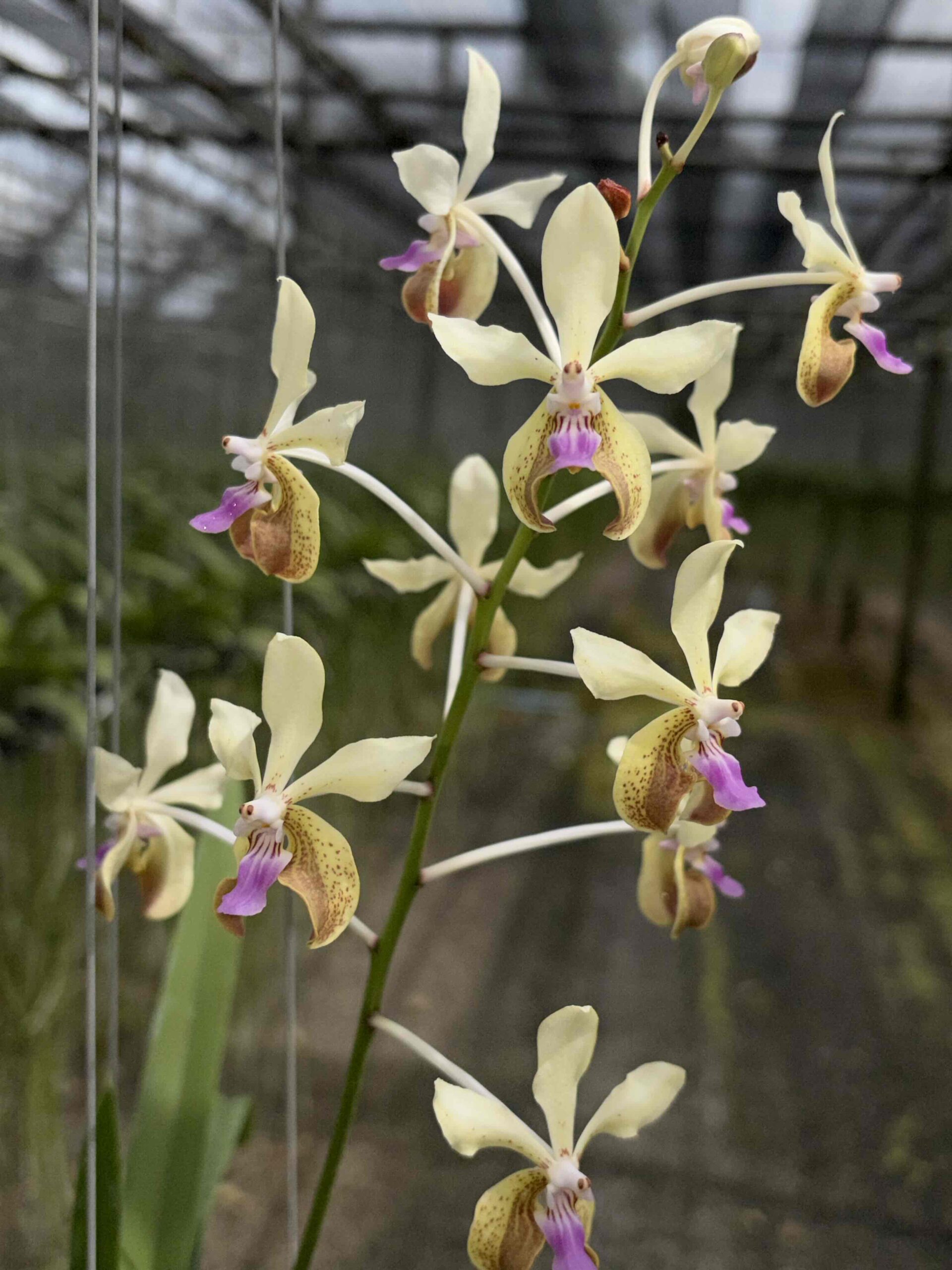 v-lamellata-2026