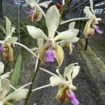 v-lamellata-2026